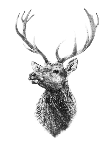 graphite pencil drawing of a colorado bull elk