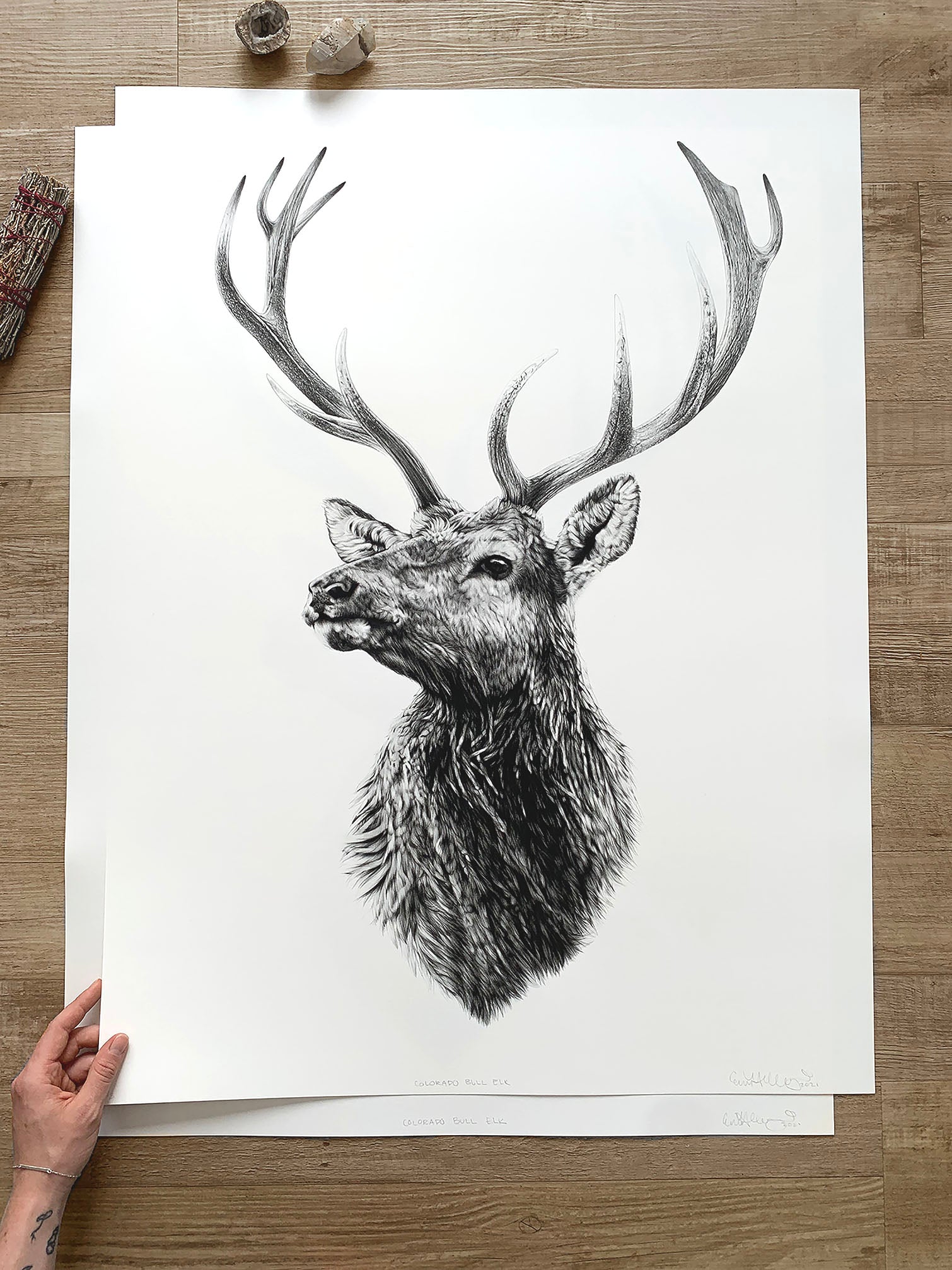 colorado elk graphite drawing print