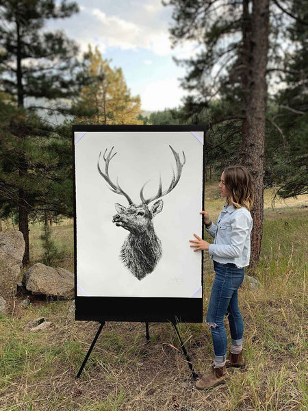 graphite pencil drawing of a colorado bull elk